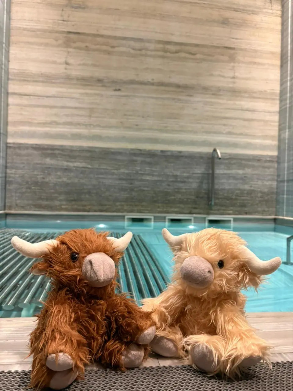Two Weighted Highland Cows sitting by the pool