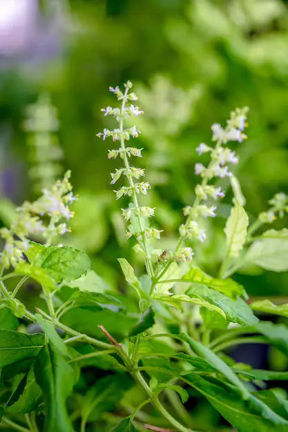 Discover the soothing benefits of Tulsi tea