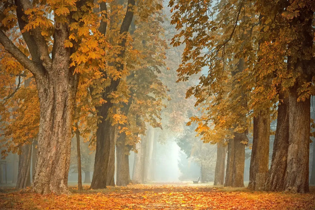 Discover how autumn anxiety can bring down your mood. 