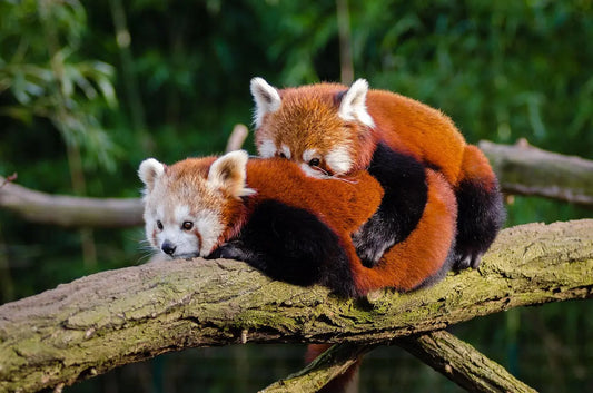 Two red pandas cuddle 