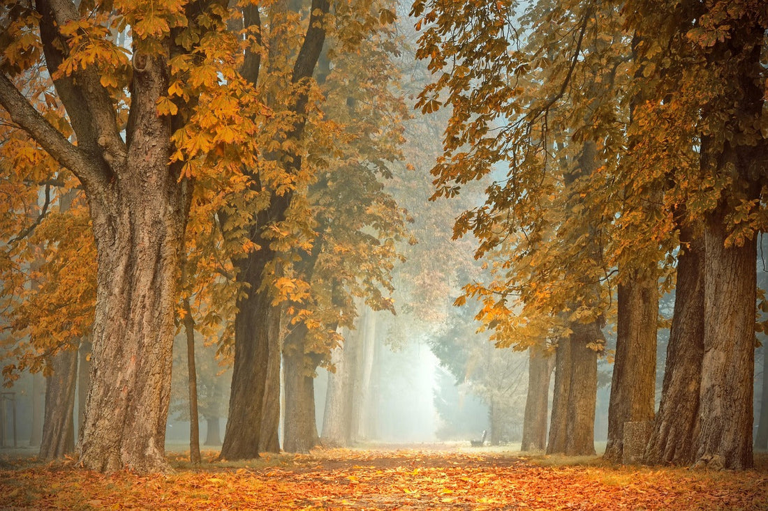 Why autumn triggers anxiety and how to tackle it