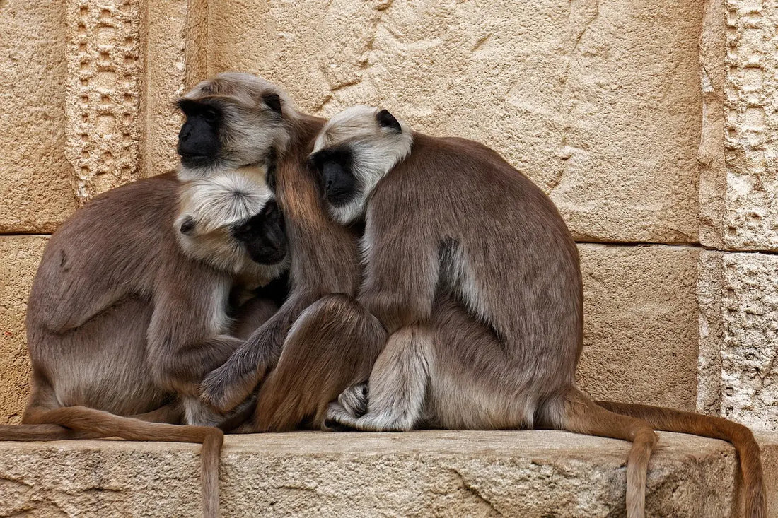 A group of monkey in a warm hug, providing comort
